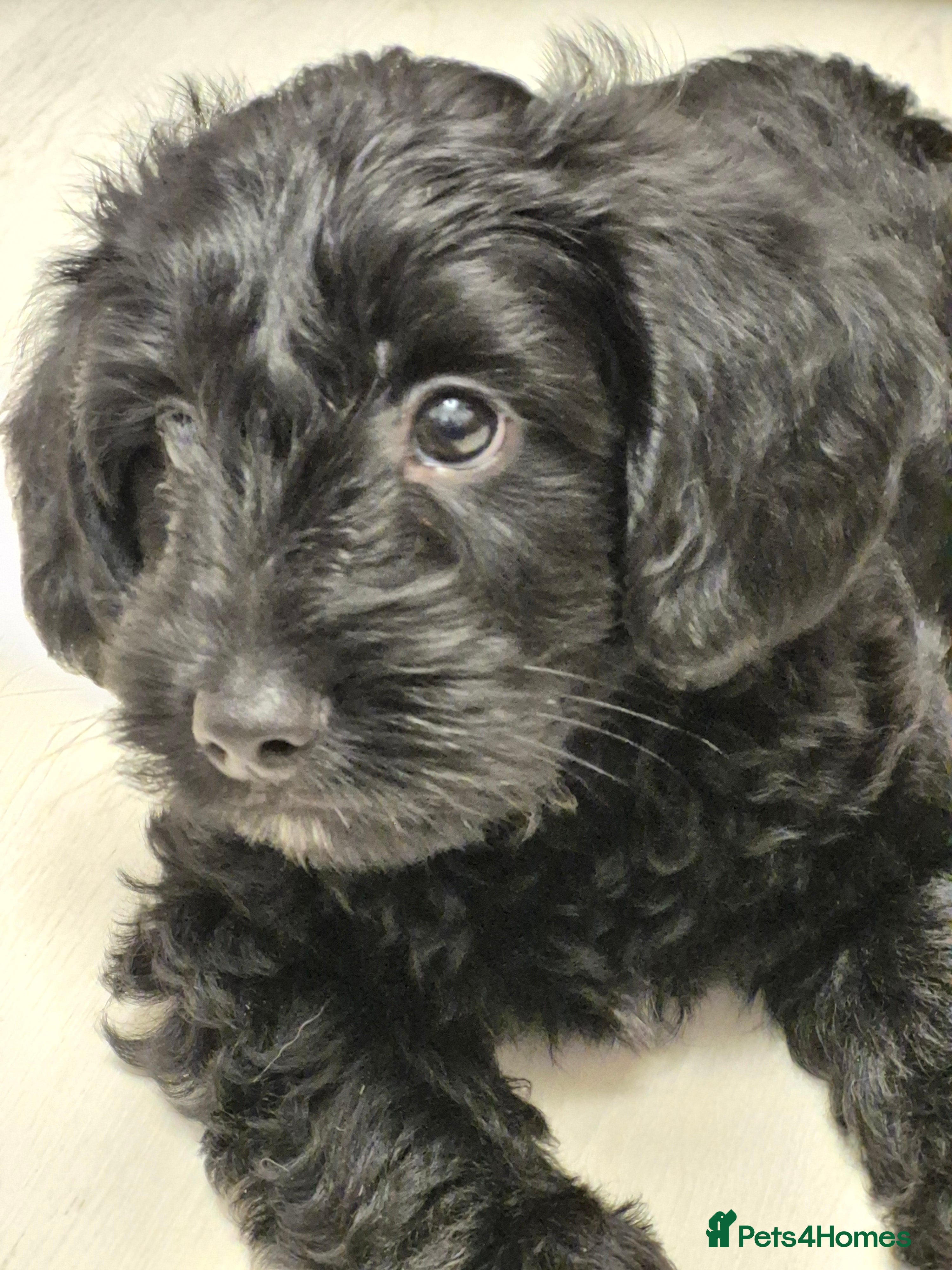 Mixed Breed dogs Yorkiepoo puppies  - Advert 12