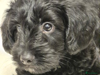 Mixed Breed dogs Yorkiepoo puppies - Advert 12