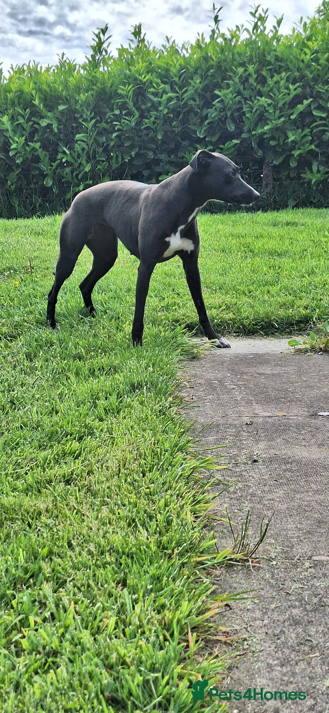 Lurcher dogs for sale: Beautiful little 3 year old bitch in Llandrindod Wells - Advert 3