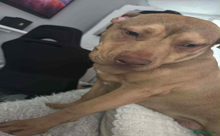 American Bull Staffy dogs - Advert 4