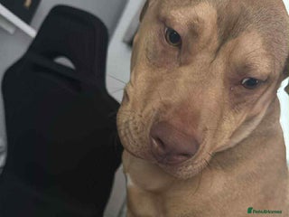 American Bull Staffy dogs - Advert 5