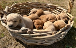 Labradoodle dogs for sale: Gorgeous F1b Labradoodle Puppies for loving homes. - Image 30