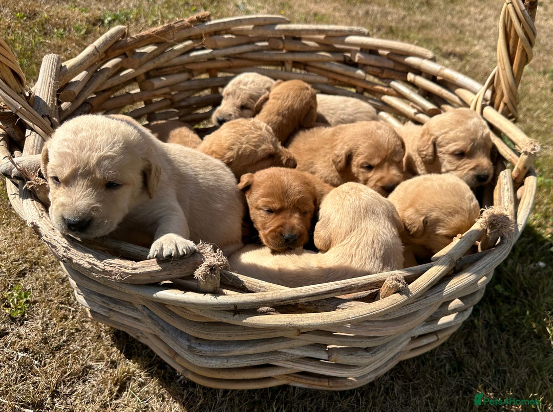 Labradoodle dogs for sale: Gorgeous F1b Labradoodle Puppies for loving homes. - Image 30