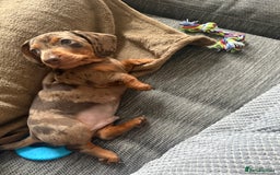 Miniature Dachshund dogs for sale: 11 week old miniature dachshund  - Image 3
