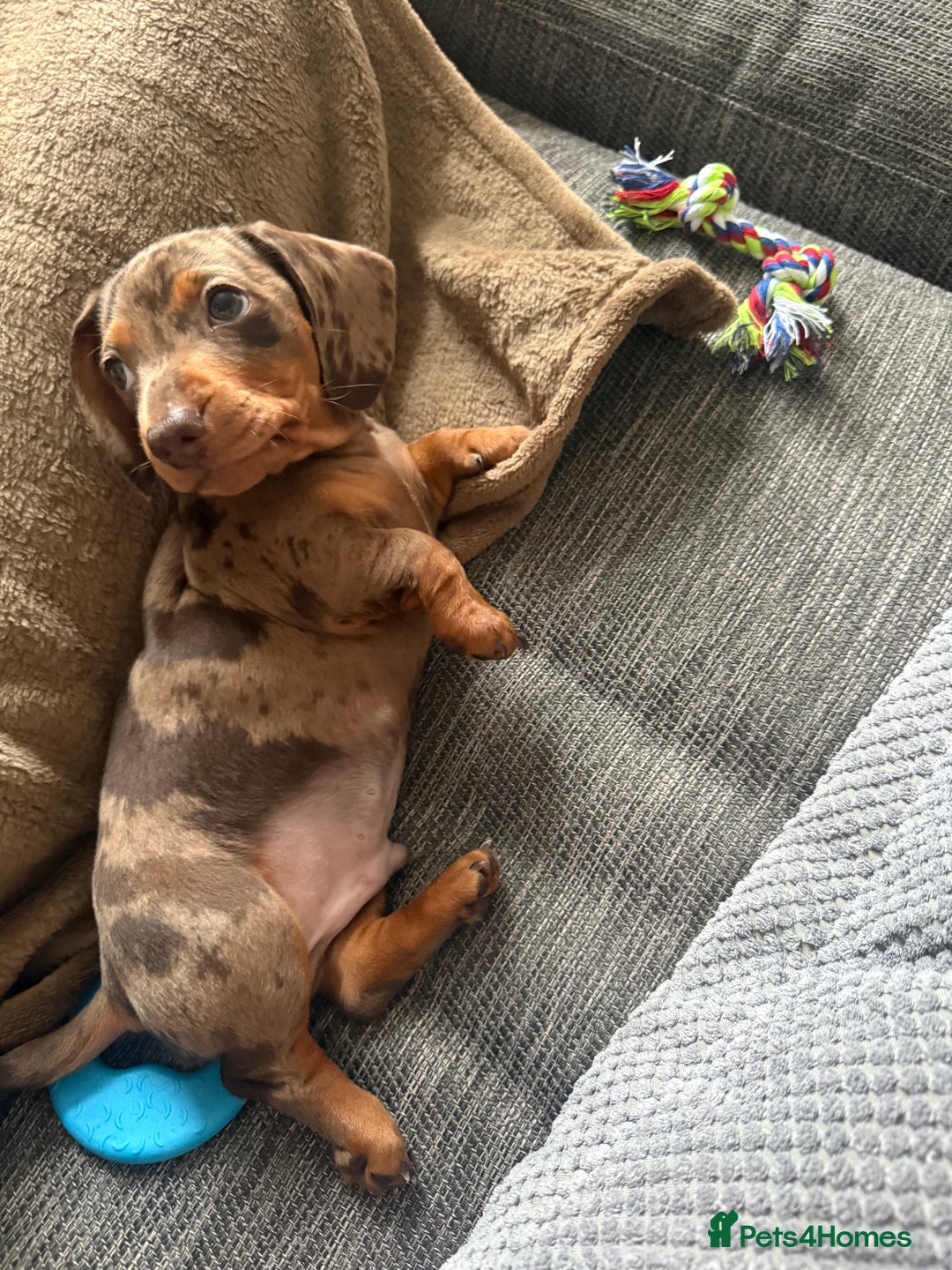 Miniature Dachshund dogs for sale: 11 week old miniature dachshund  - Image 3