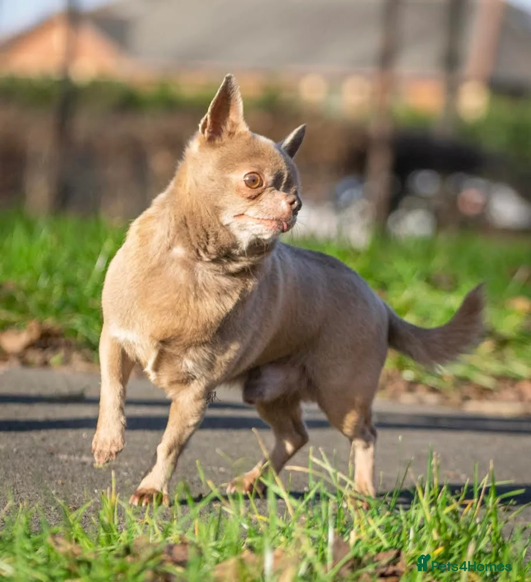 Chihuahua dogs for stud: Lilac KC Shorthaired Stud in Leeds - Advert 10