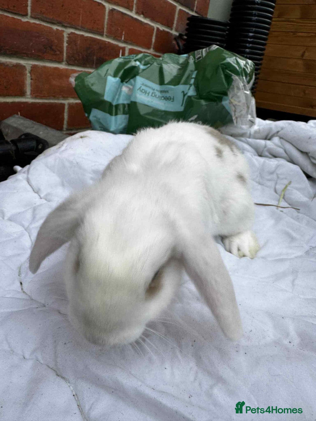Mini Lop rabbits for sale: 2 female mini lops - Advert 3