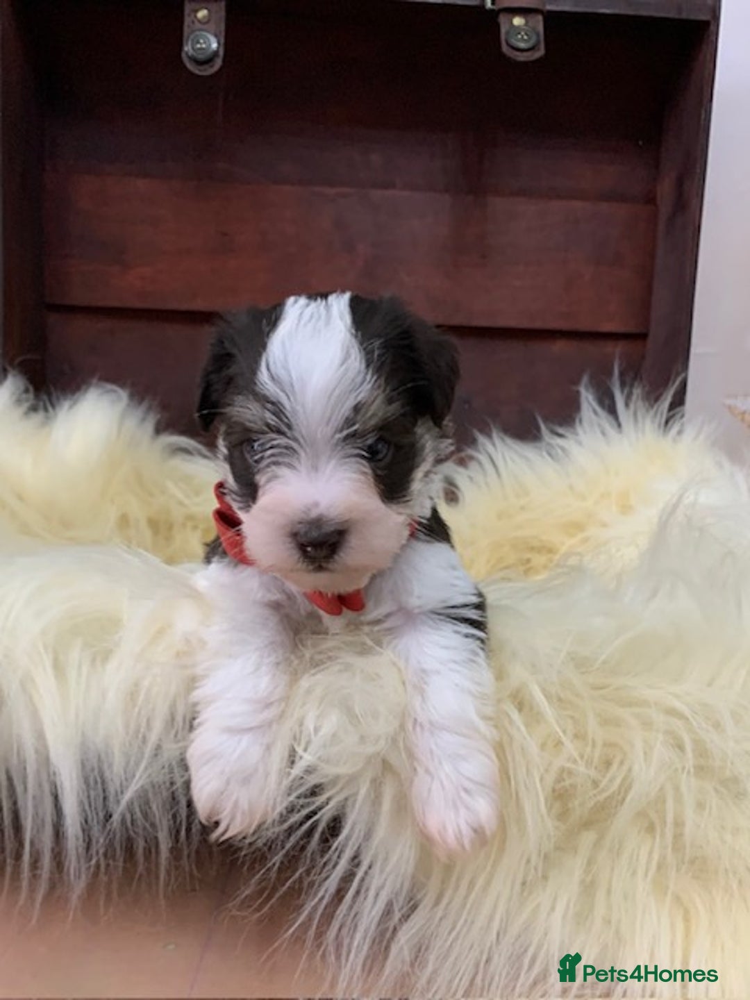 Miniature Schnauzer dogs for sale: 5* LICENSED - KC MINI (TOY) SCHNAUZER CHOCOLATE  - Advert 11