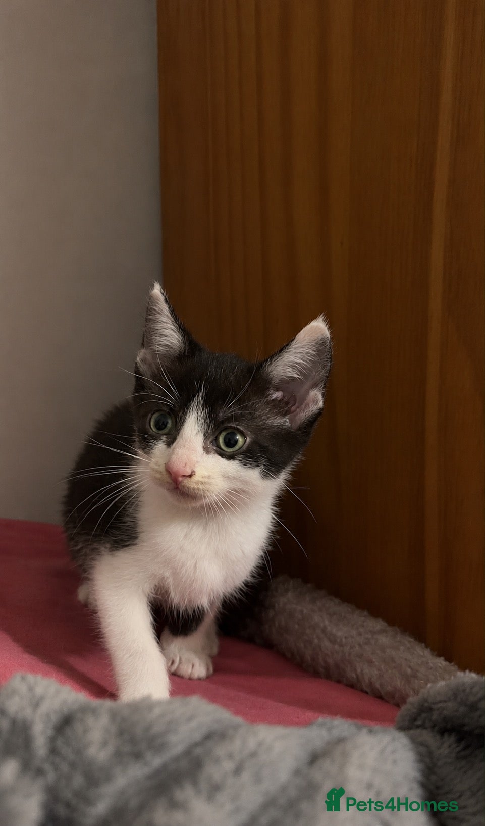 Mixed Breed cats for sale: Female kitten last of litter still available  - Advert 3