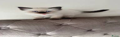 Ragdoll 5