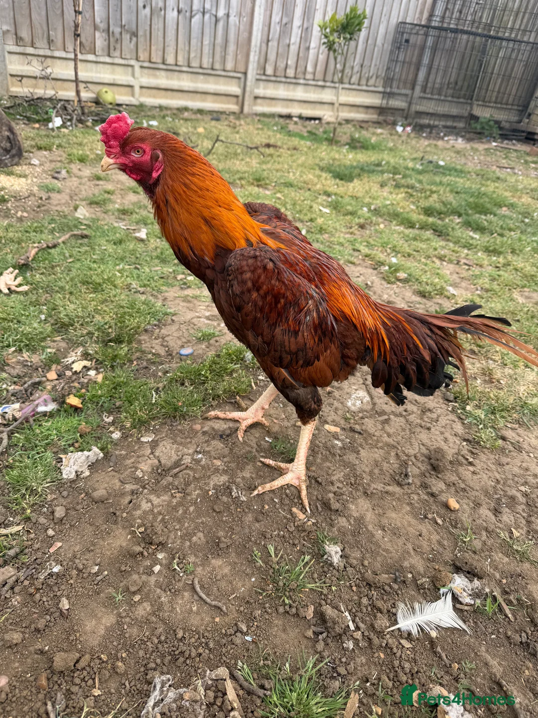 Chickens poultry for sale: Pakistani aseel - Advert 2