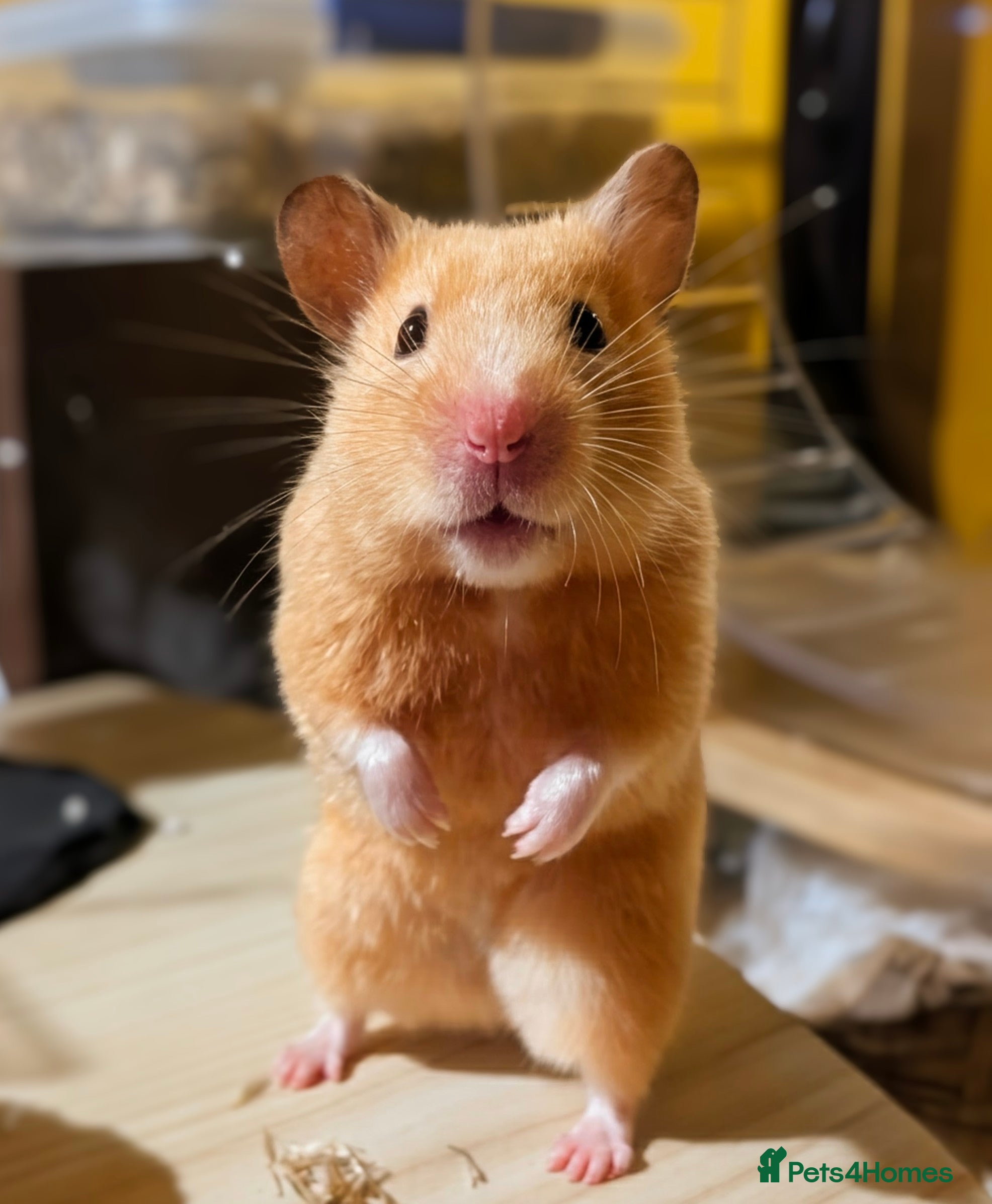 Hamster rodents Hundred Acre Hamster Rescue  - Advert 2