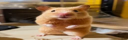 Hamster rodents for sale: Hundred Acre Hamster Rescue  - Advert 1