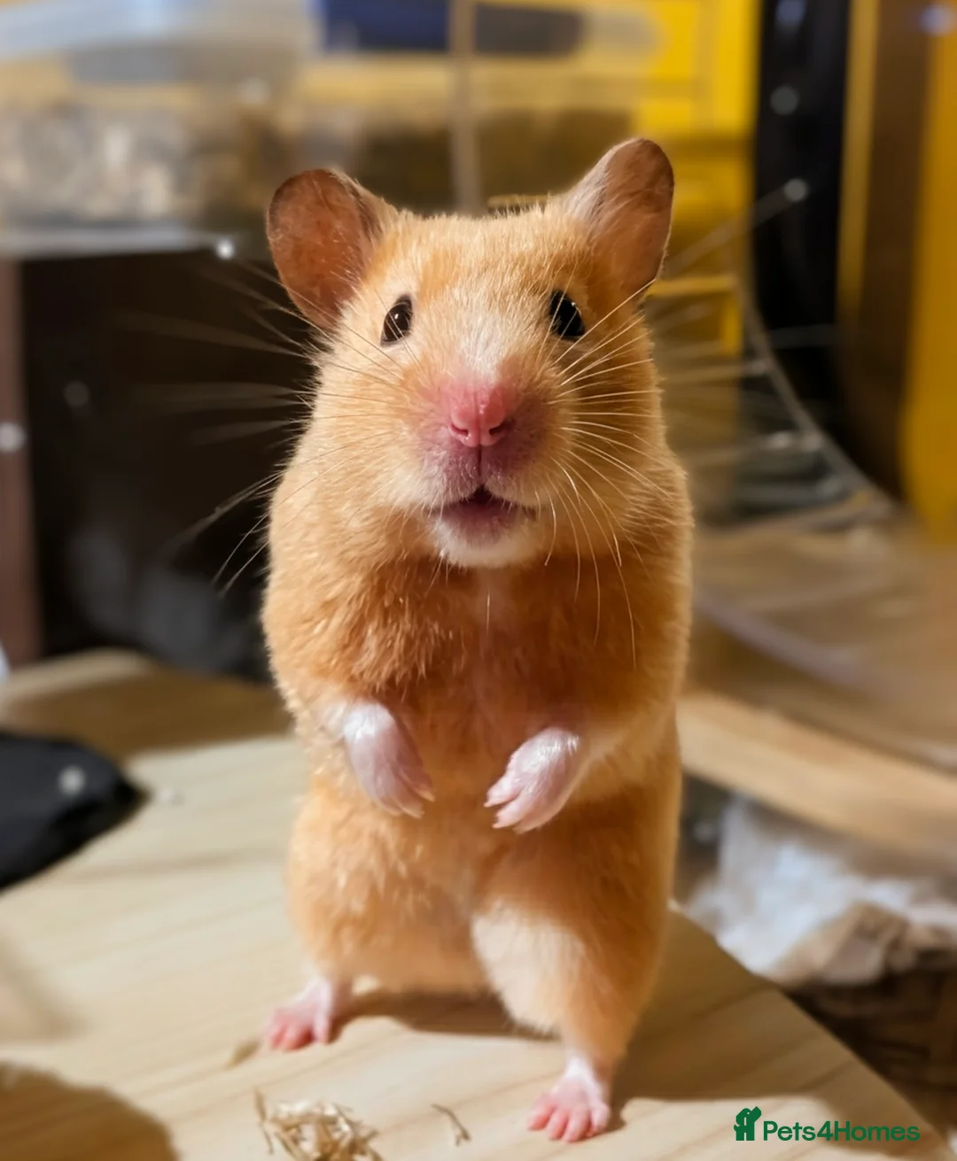 Hamster rodents for sale: Hundred Acre Hamster Rescue  - Advert 1