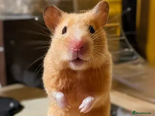 Hamster rodents Hundred Acre Hamster Rescue - Advert 2