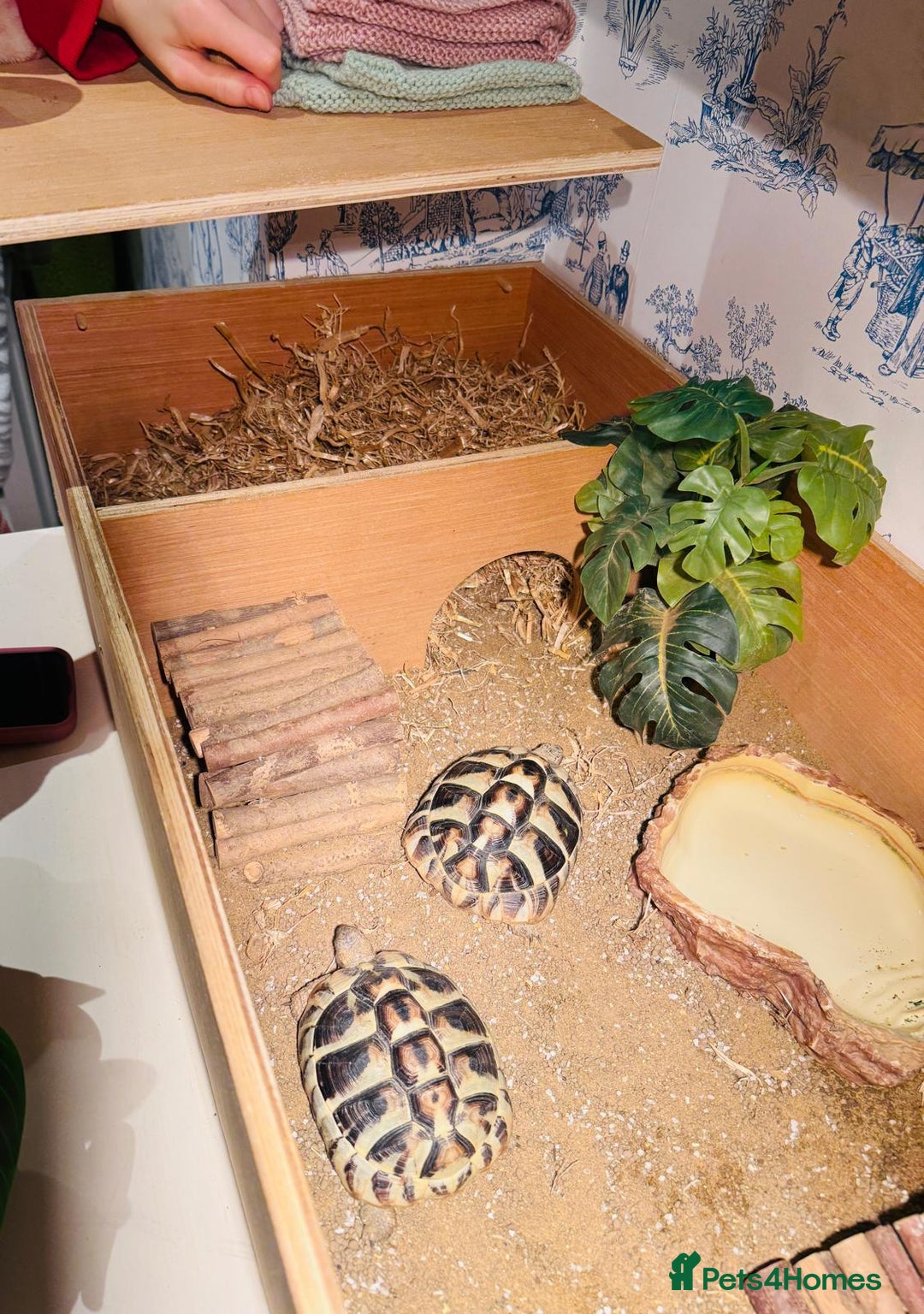 Hermann Tortoise reptiles for sale: 2 Herman Tortoises for sale  - Advert 9