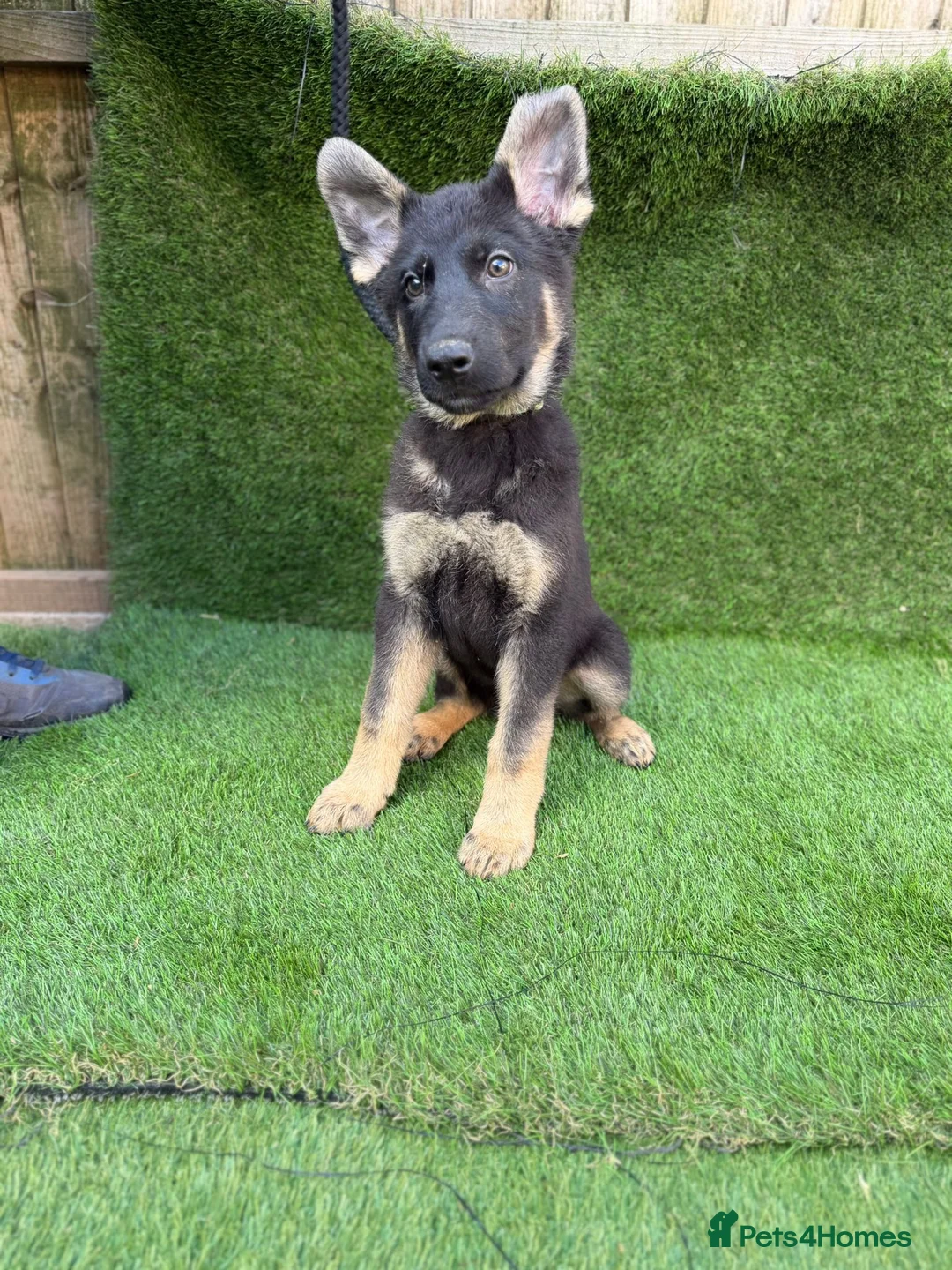 German Shepherd dogs for sale: german shapahd puppy 4 month old  - Advert 2