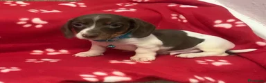 Dexter