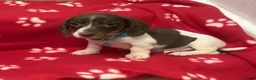 Miniature Dachshund dogs for sale: Beautiful rare piebald miniature dachshund puppies - Advert 25