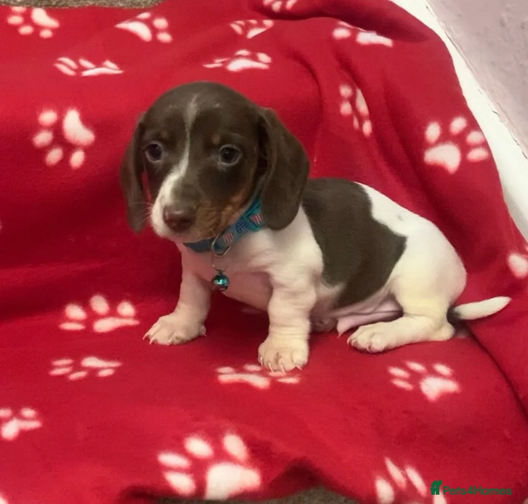 Miniature Dachshund dogs for sale: Beautiful rare piebald miniature dachshund puppies - Advert 25