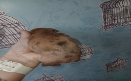 Chihuahua dogs for sale: 4 beautiful merle chihuahuas - Image 9