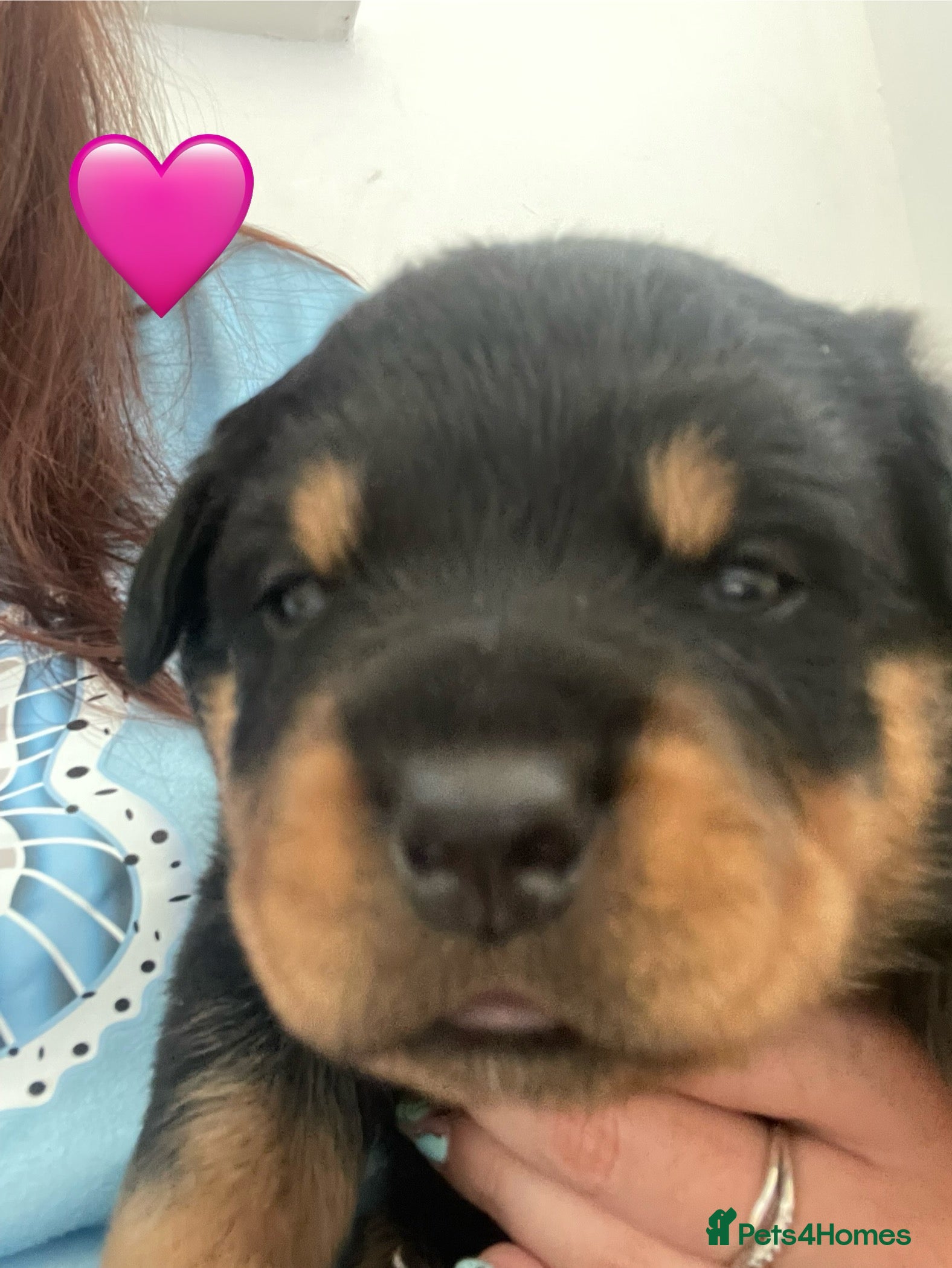 Rottweiler dogs Champion Bloodline Rottweiler Puppies - Advert 2