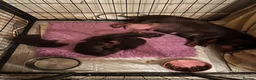 Miniature Dachshund dogs for sale: kc mini dachshund pups READY NOW - Advert 27
