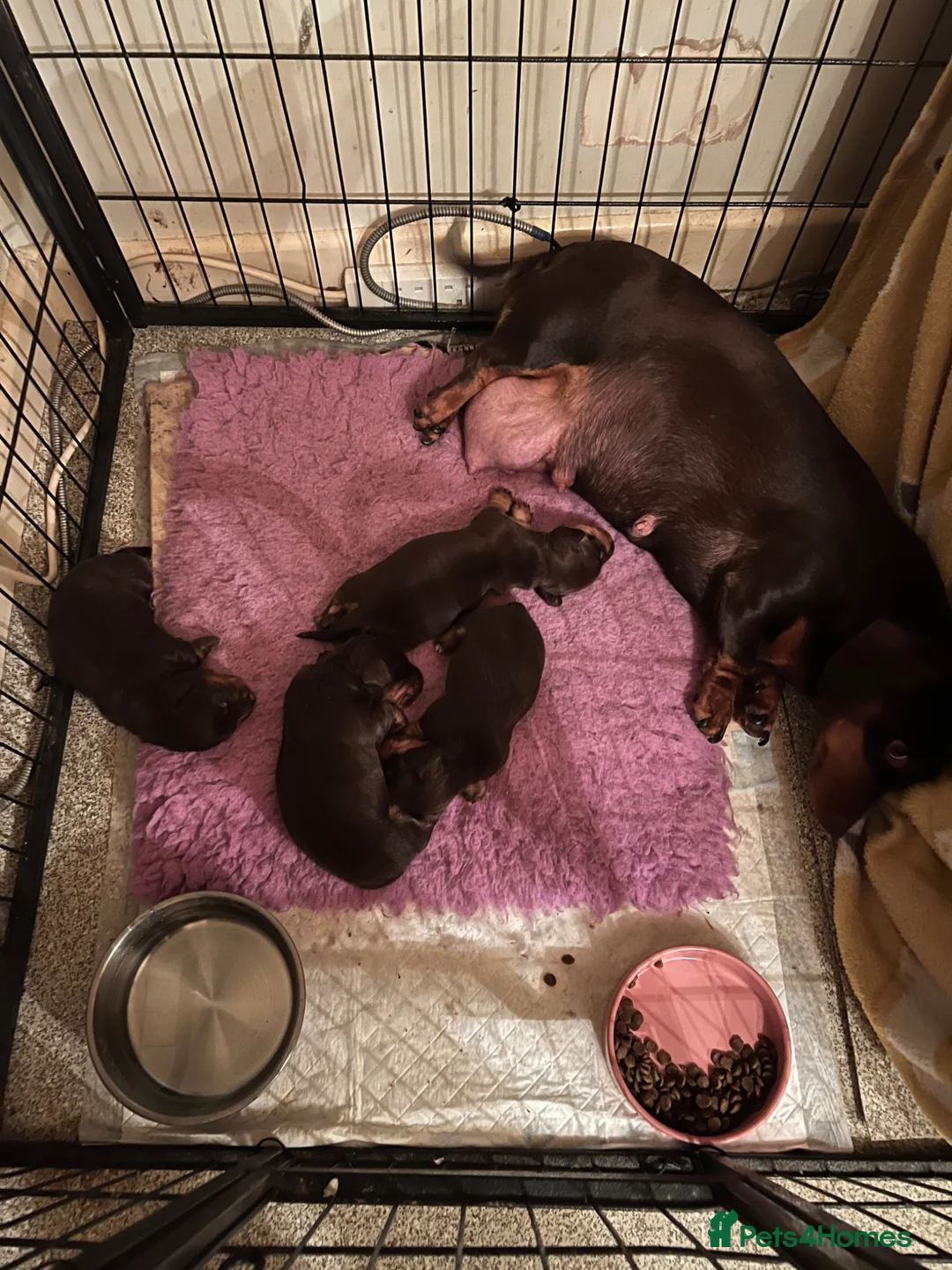 Miniature Dachshund dogs for sale: kc mini dachshund pups READY NOW - Advert 27
