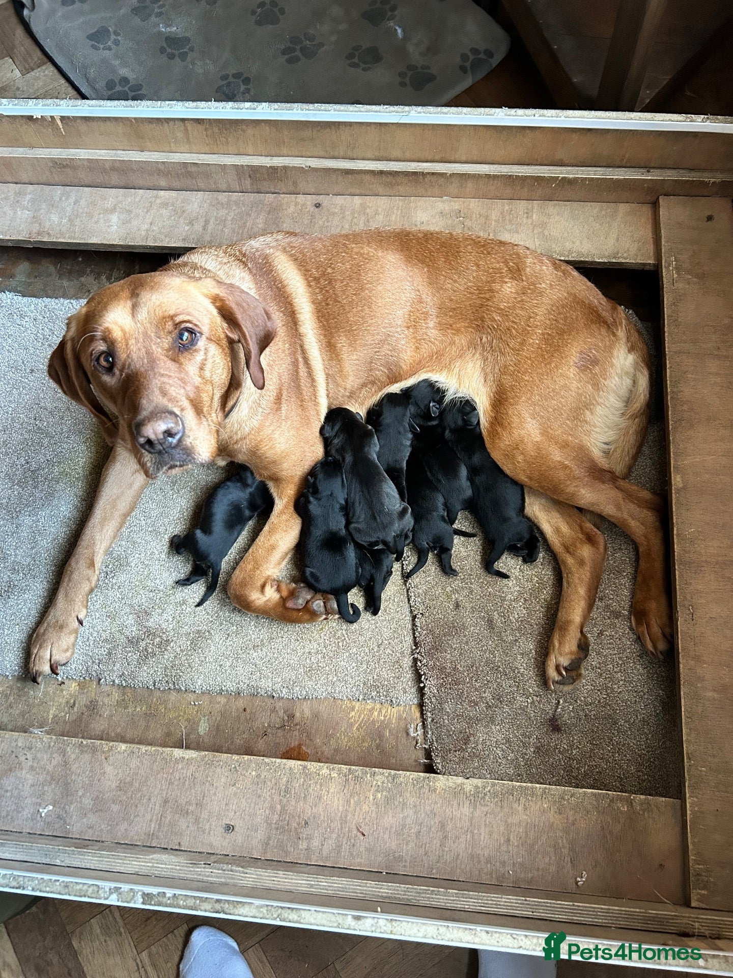 Labrador Retriever dogs Silver Labrador puppies - Advert 2