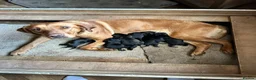 Labrador Retriever dogs for sale: Silver Labrador puppies in Stoke-on-Trent - Advert 1