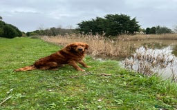 Golden Retriever dogs for sale: Handsome kc dark red golden retriever  - Image 5