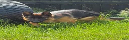 German Shepherd dogs for sale: Beautiful female German shepherd for sale - Advert 5