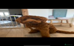 Goldendoodle dogs for sale: Stunning red goldendoodles - Advert 1