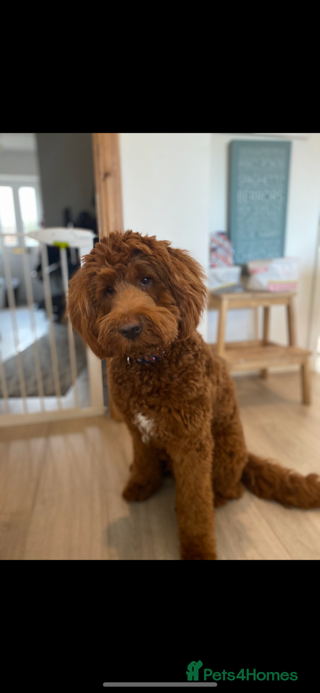Goldendoodle dogs for sale: Stunning red goldendoodles - Advert 1