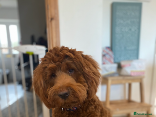 Goldendoodle dogs Stunning red goldendoodles - Advert 5