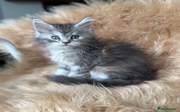 Maine Coon cats for sale: Stunning Mainecoon kittens ready now!!!! - Image 7