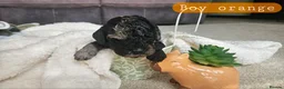 Cockapoo dogs for sale: Beautiful F1B blue merle miniature poodle  - Advert 33