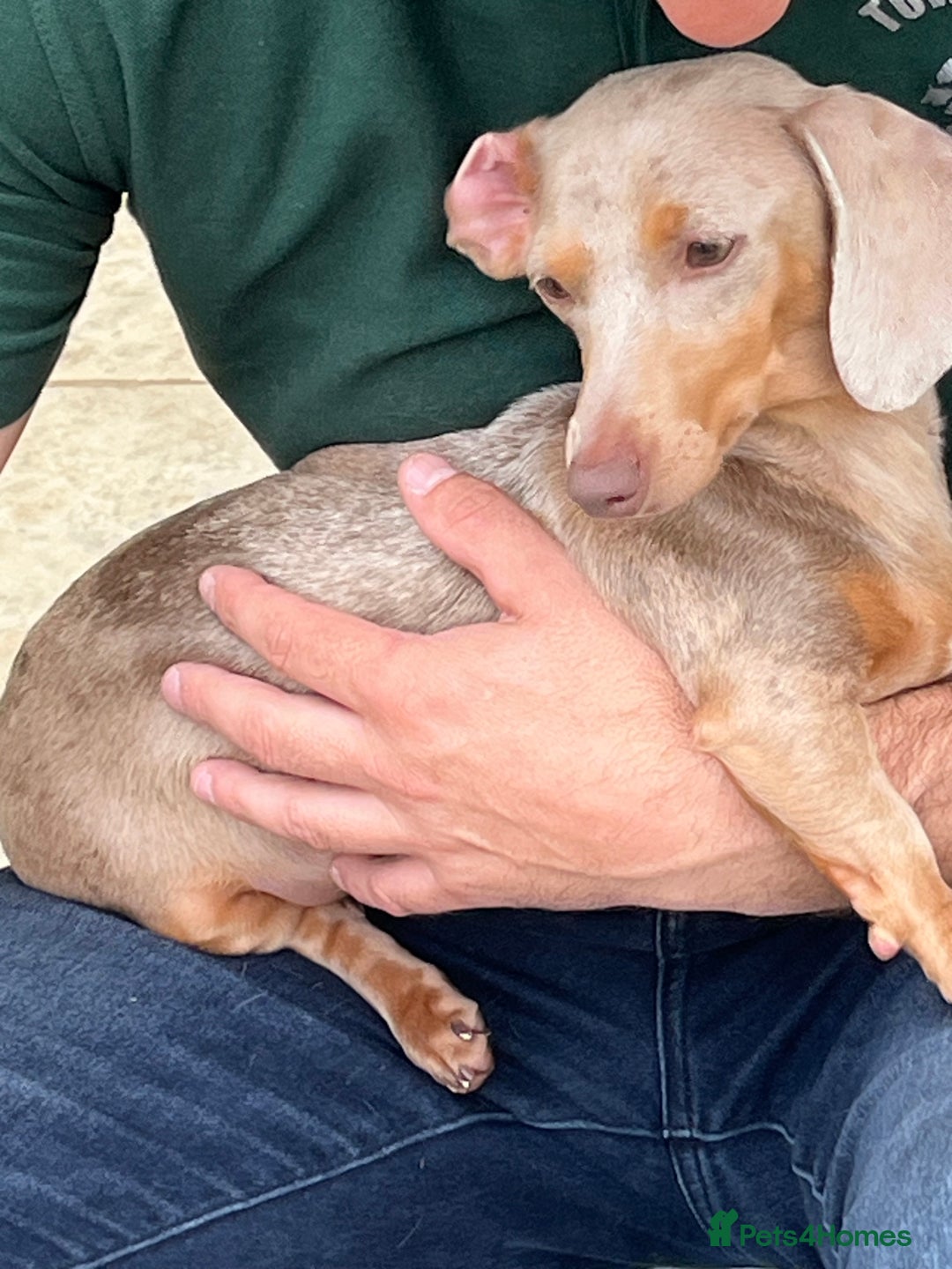 Miniature Dachshund dogs for sale: Isabella Miniture dachshund  - Image 7