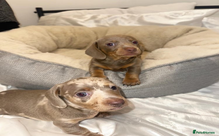 Miniature Dachshund dogs - Advert 15
