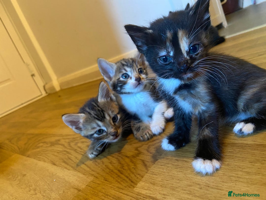 Bengal cats for sale: 7 adorable bengal/tort kitties available now!  - Image 13