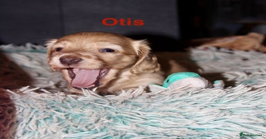 Miniature Dachshund dogs KC registered miniature dachshunds  - Advert 4