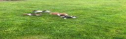 Jack Russell dogs for sale: Jack Russell Puppies in Omagh - Advert 5