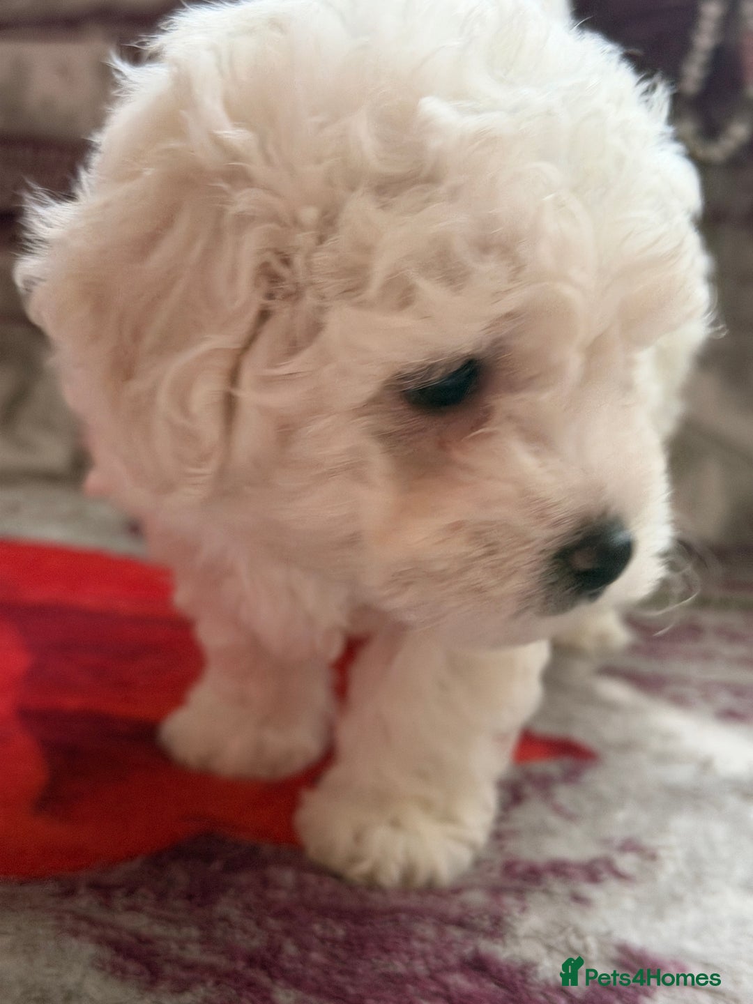 Bichon Frise dogs for sale: KC Registered Pedigree Bichon Frise Puppies - Advert 9