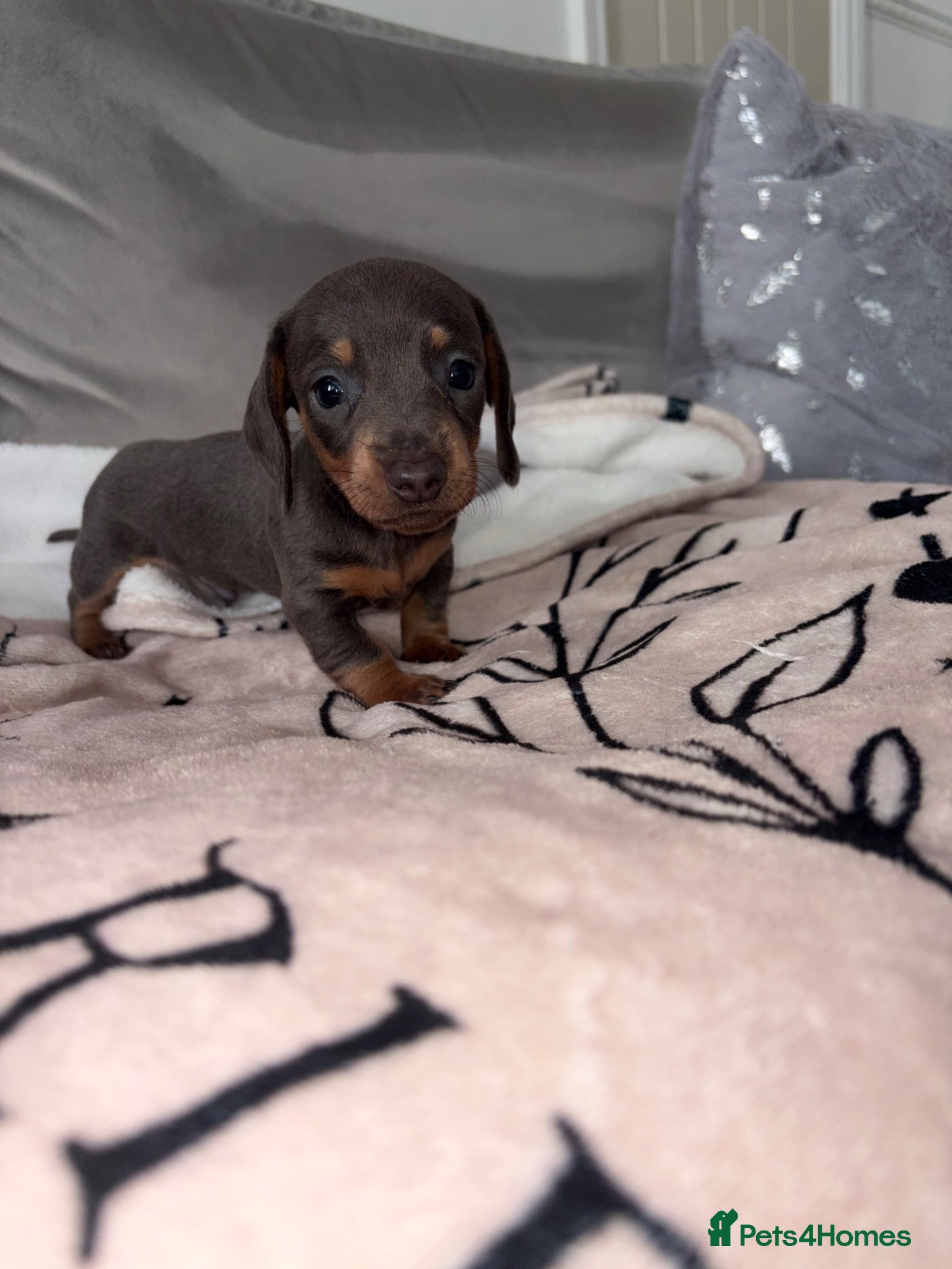 Miniature Dachshund dogs Stunning Daschunds - Advert 2
