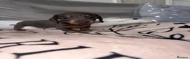 Miniature Dachshund Puppy 5