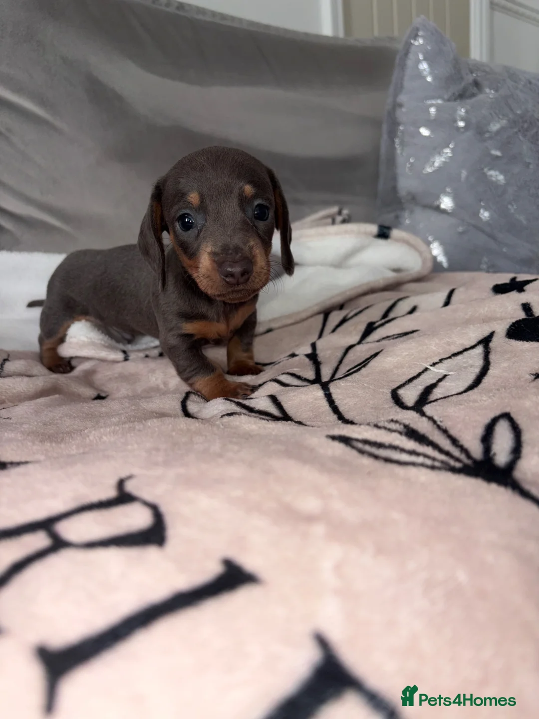 Miniature Dachshund dogs for sale: Stunning Daschunds in Liverpool - Advert 2