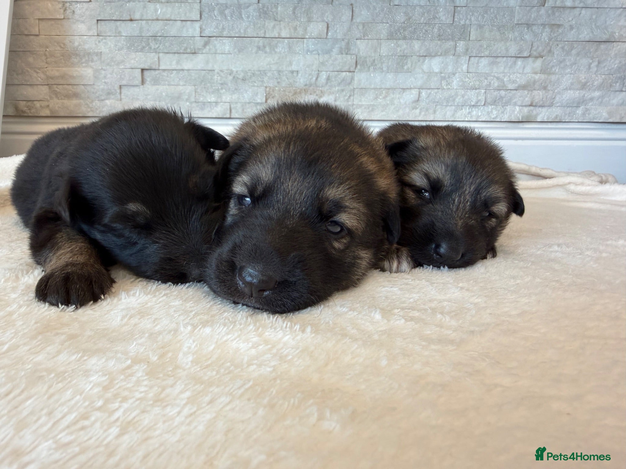 German Shepherd dogs Original Straight Back German Shepherds  - Advert 2