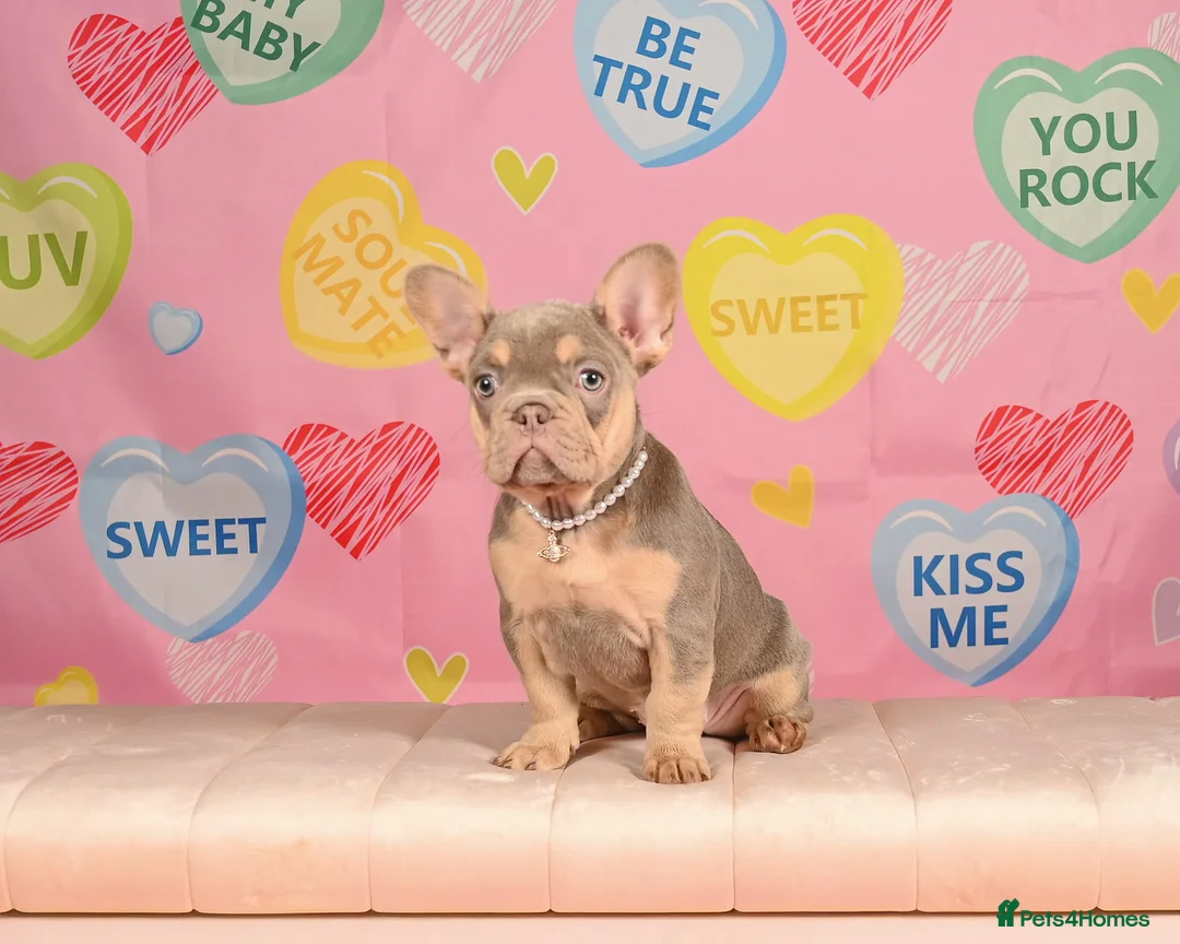 French Bulldog dogs for sale: Outstanding Frenchie pups KC registered  - Advert 3