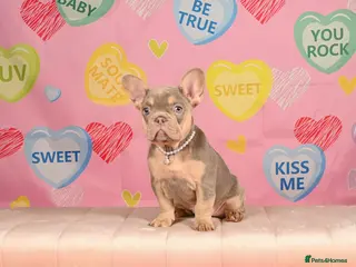 French Bulldog dogs Outstanding Frenchie pups KC registered - Advert 10