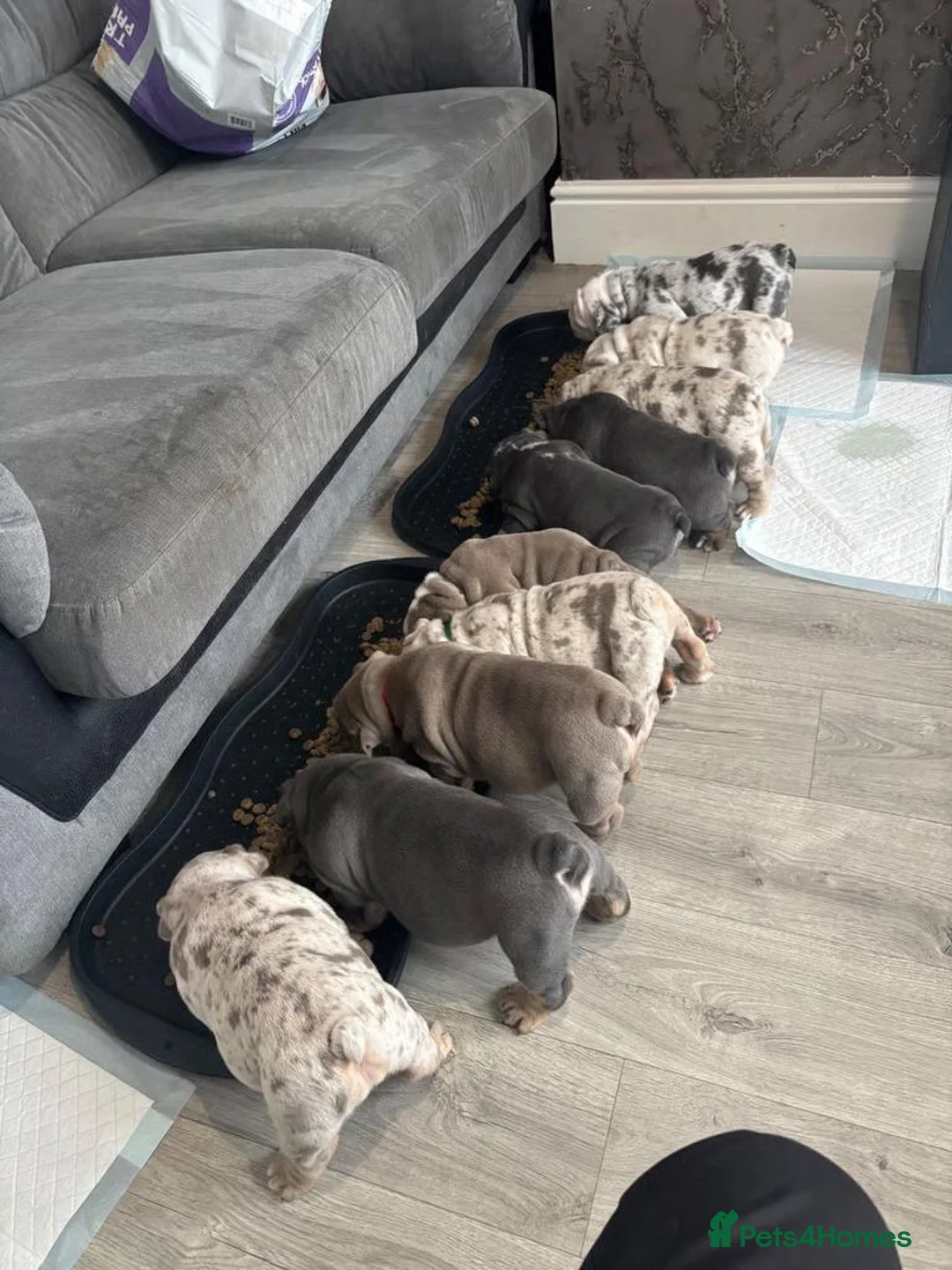English Bulldog dogs for sale: Beautiful Colours & Chunky Little Characters in Carlisle - Advert 2